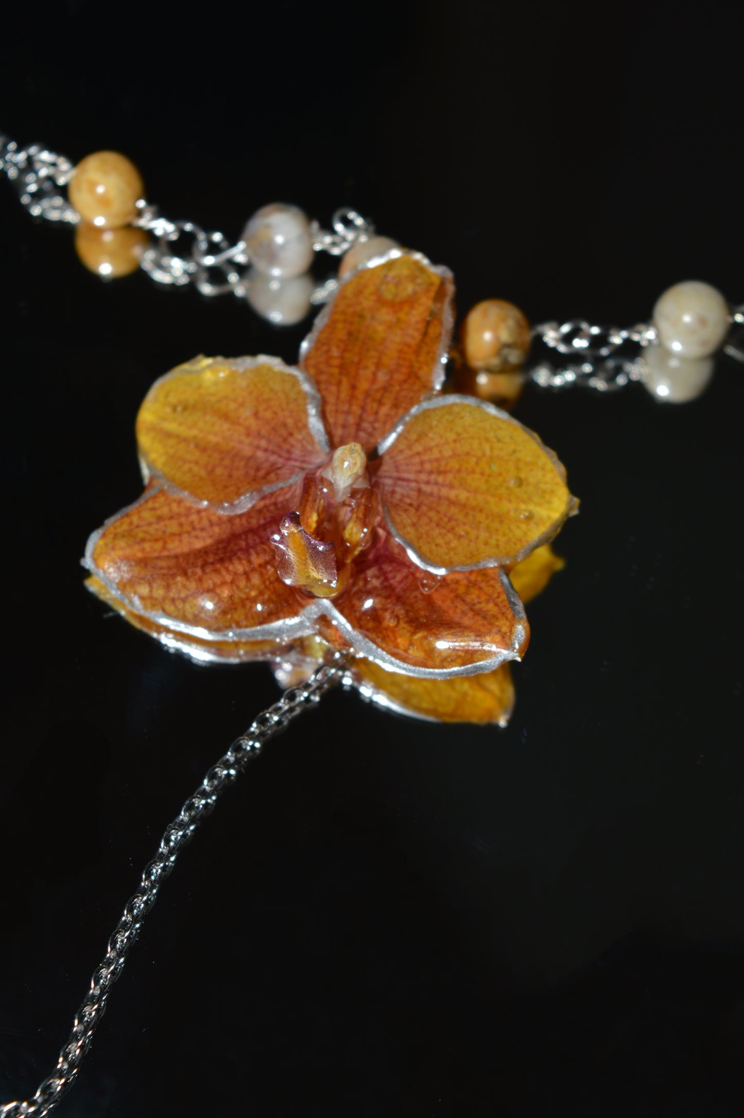 Orquídea Dama del Atardecer