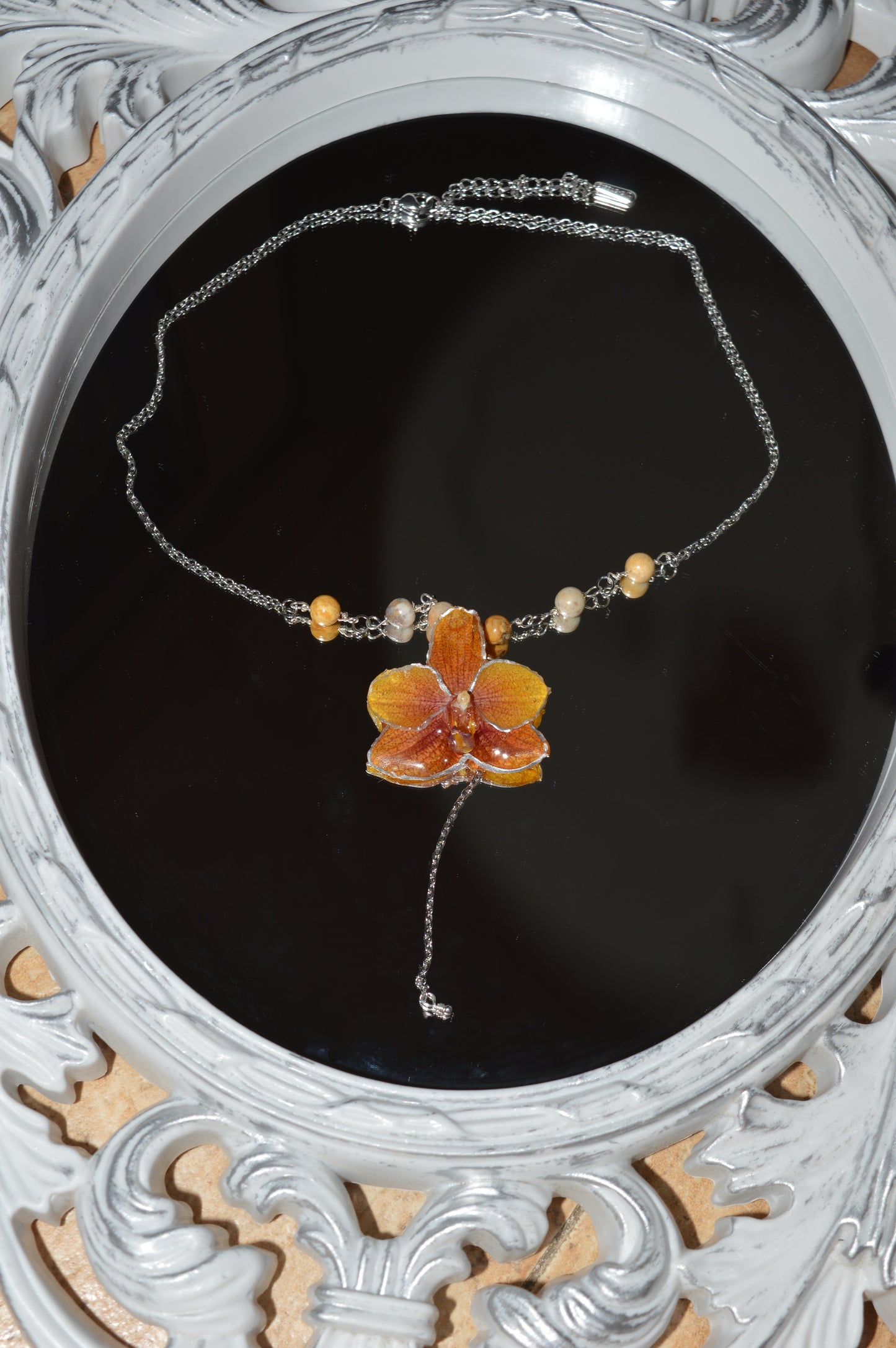 Orquídea Dama del Atardecer