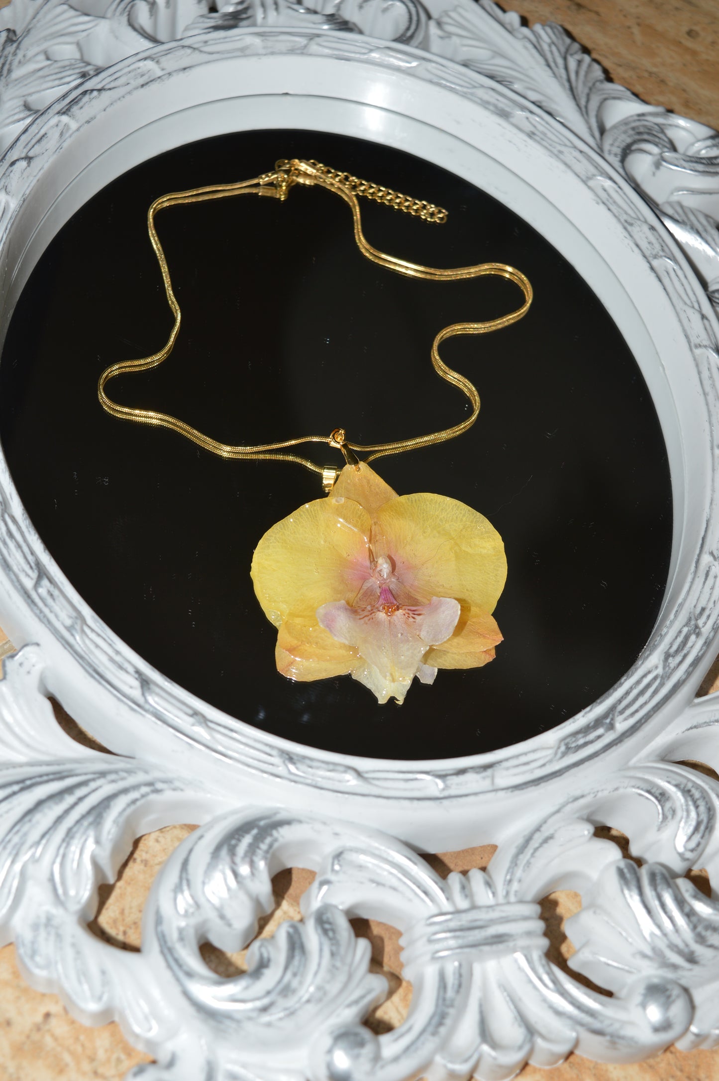 Orquídea Luz Dorada
