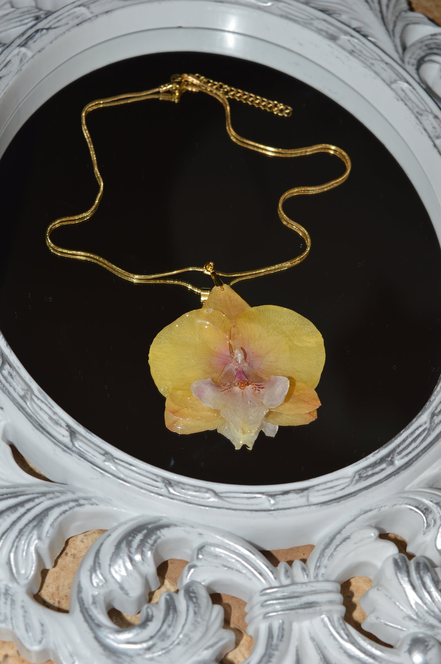 Orquídea Luz Dorada