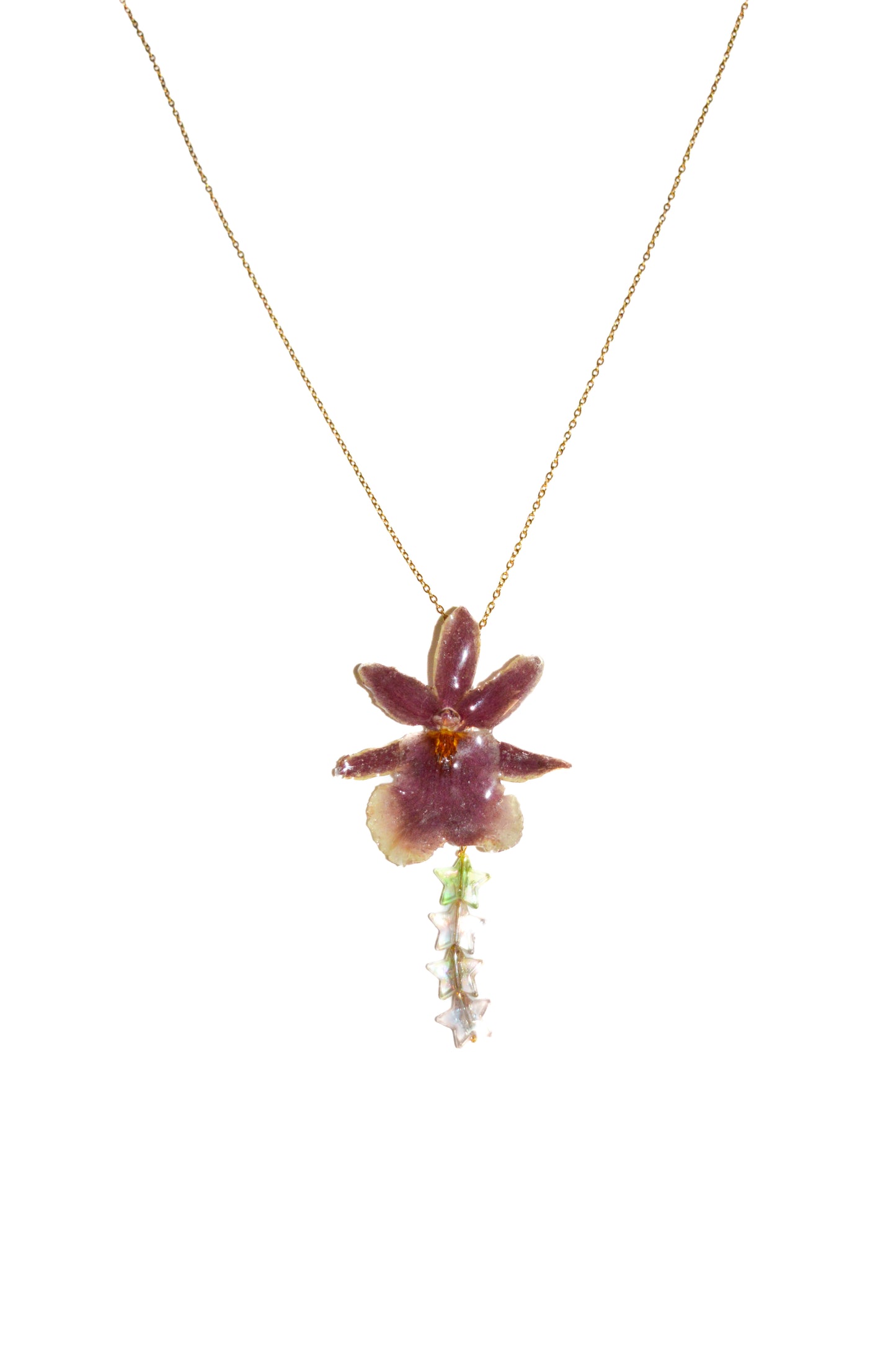 Orquídea Star Shine
