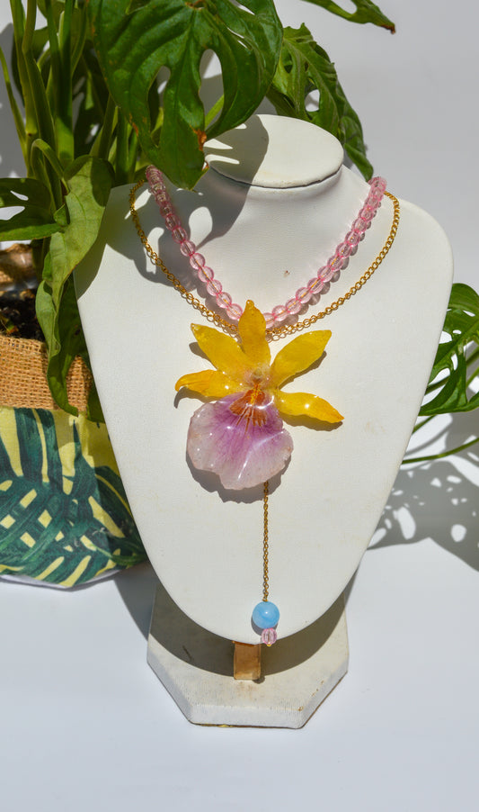 Orquídea Rayo de Sol