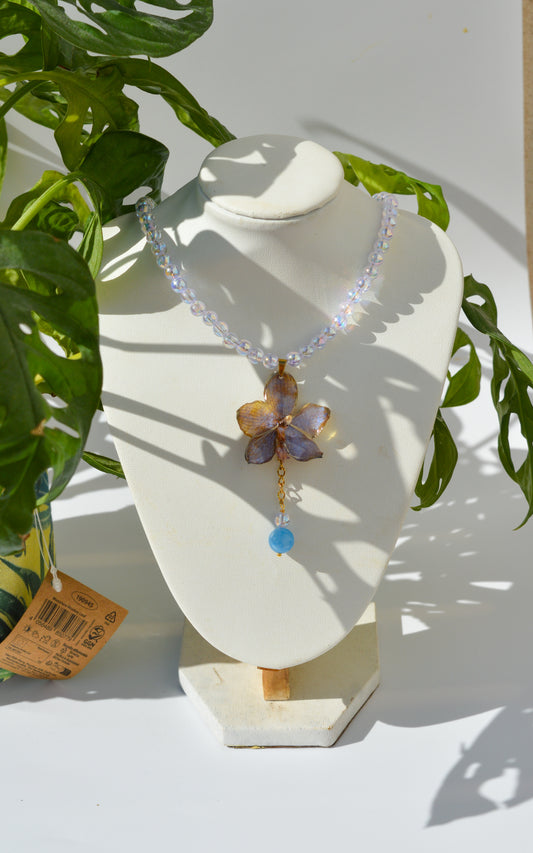 Orquídea Magia del Amanecer