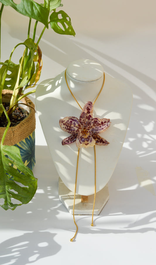 Orquídea Medusa Moteada