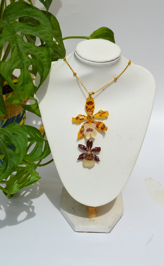 Orquídea Tierra y Sol