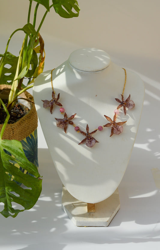 Orquídeas Little Star