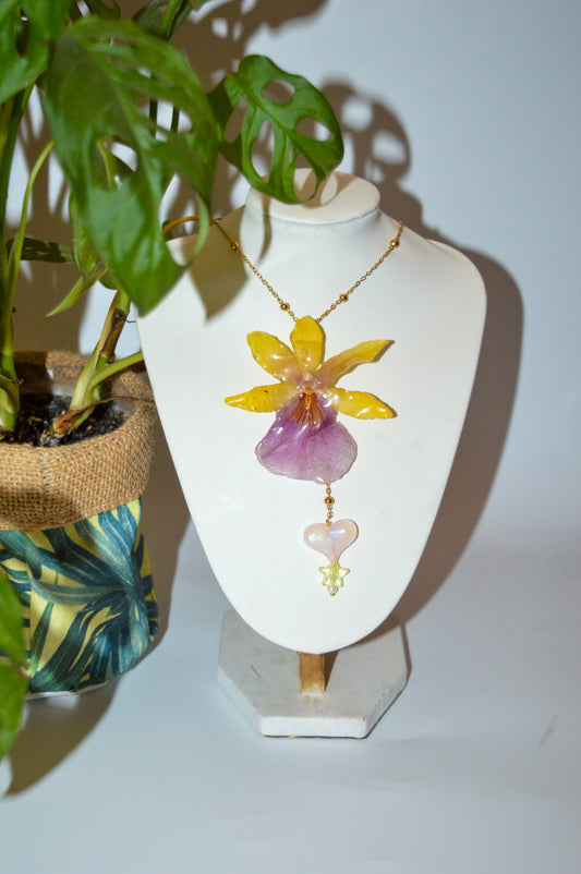 Orquídea Danza Caribeña