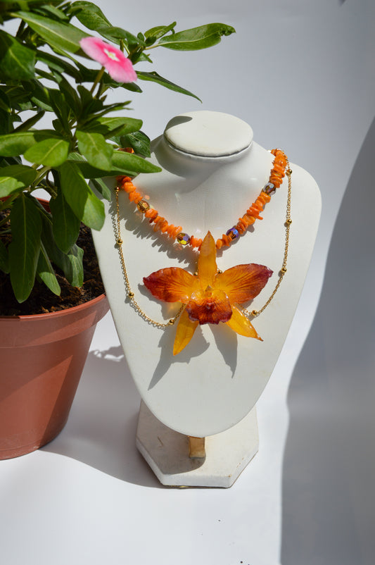 Orquídea Sueño del Fénix