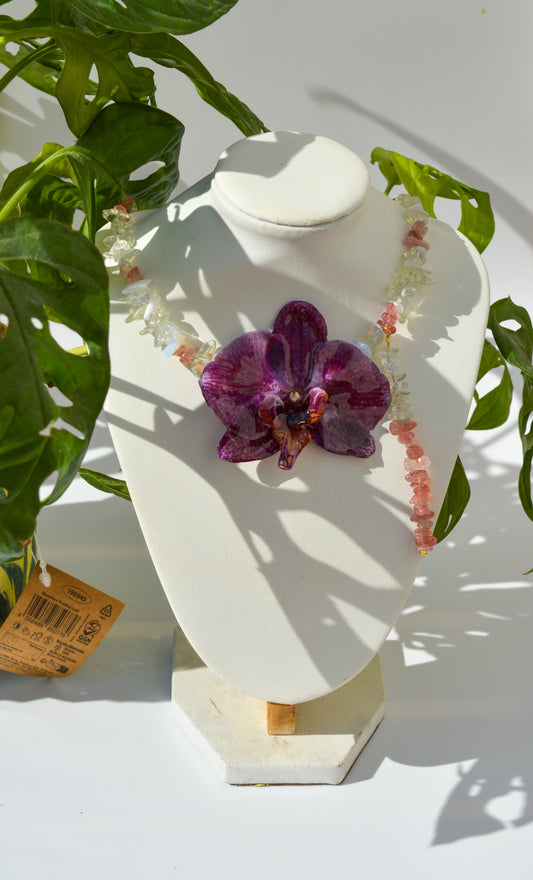 Orquídea Magenta Sabor A Menta