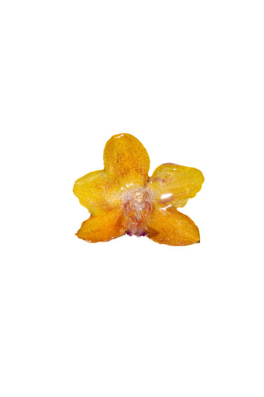 Mandarina Dulce