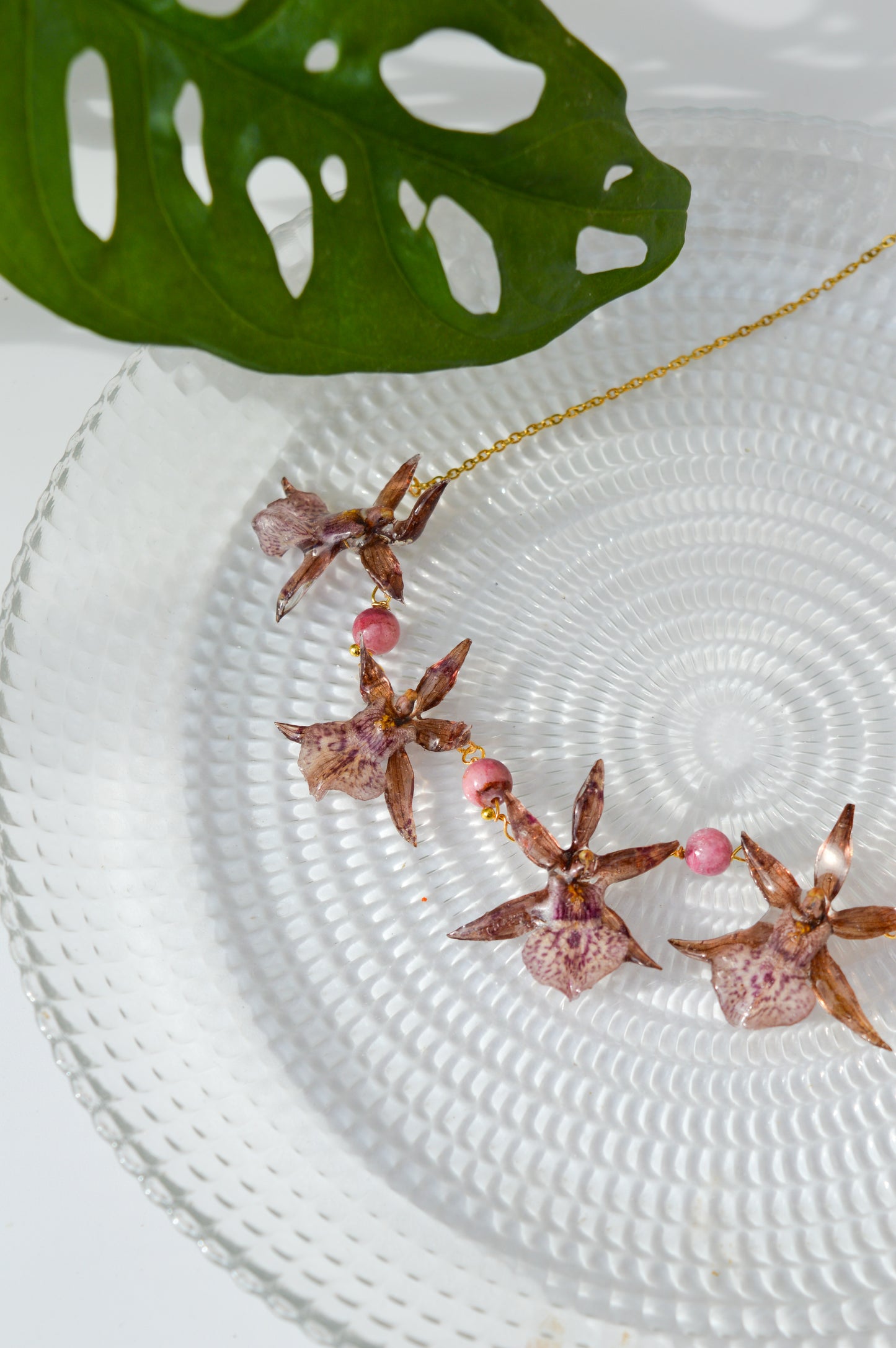 Orquídeas Little Star