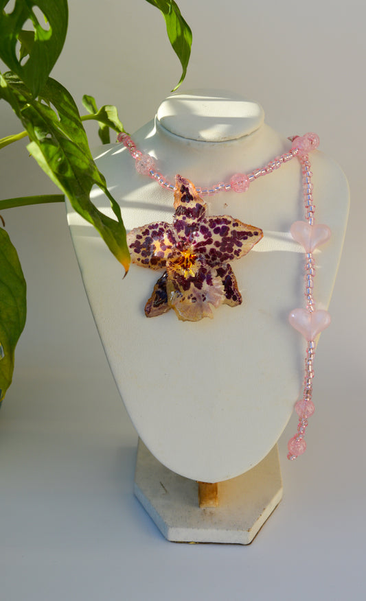 Orquídea Romance en Italia