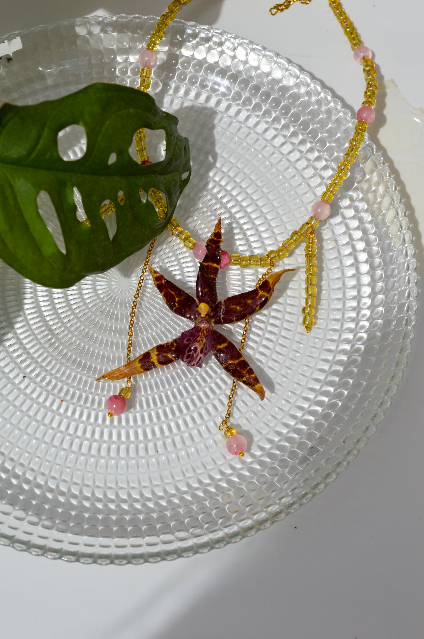 Orquídea Lluvia De Primavera