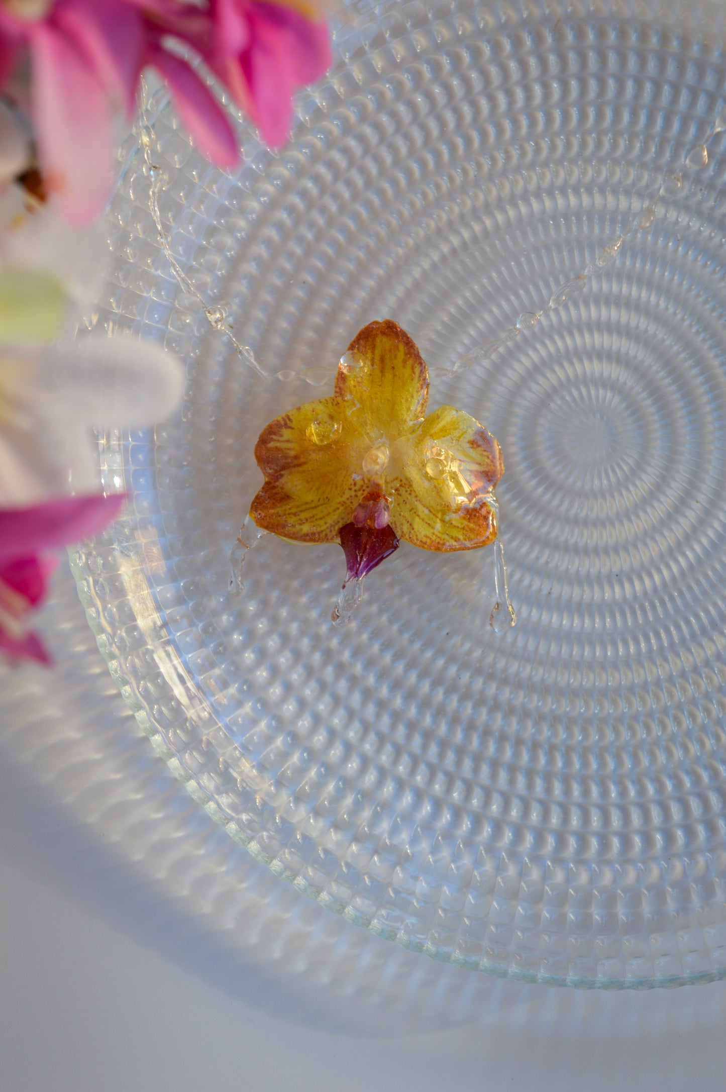 Orquídea Pequeña Gota