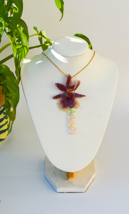 Orquídea Star Shine