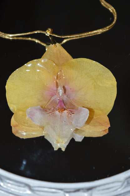 Orquídea Luz Dorada