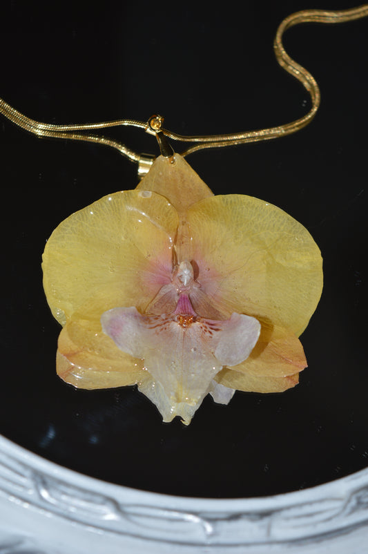 Orquídea Luz Dorada