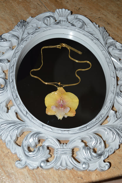 Orquídea Luz Dorada