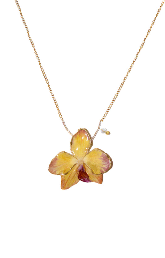 Orquídea Fresa y Lima