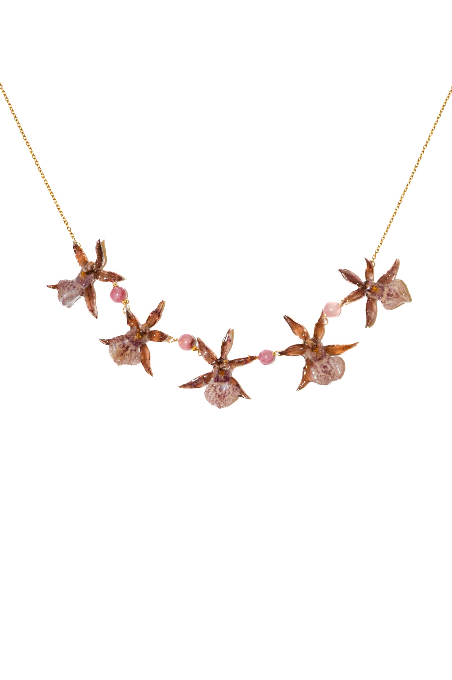 Orquídeas Little Star