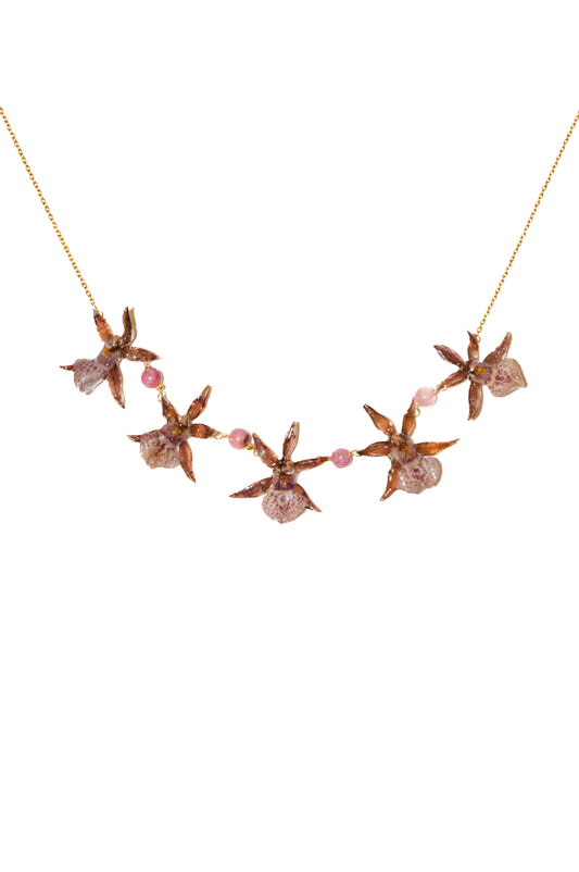Orquídeas Little Star