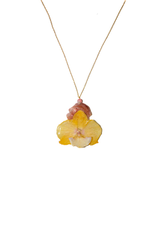 Orquídea Luna Marina