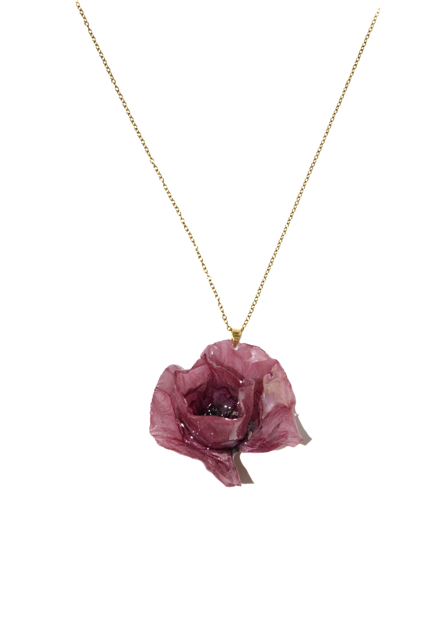 Amapola