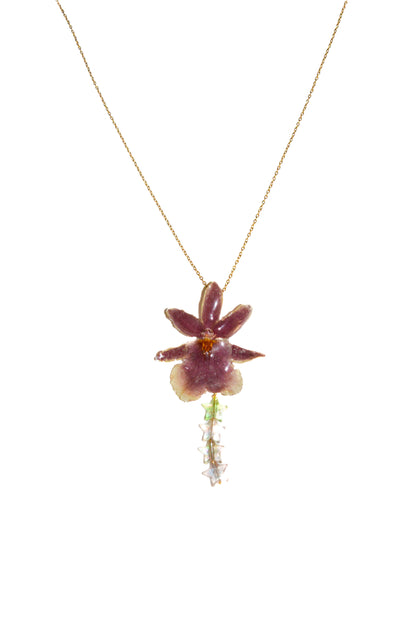 Orquídea Star Shine