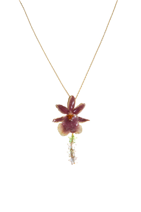 Orquídea Star Shine