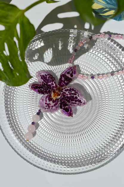 Orquídea Rosé