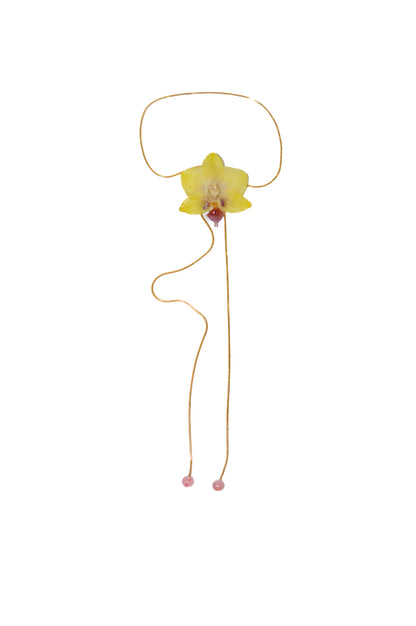 Orquídea Medusa Chispa