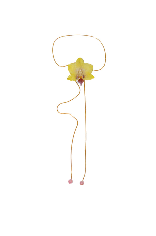 Orquídea Medusa Chispa