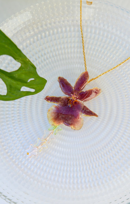 Orquídea Star Shine