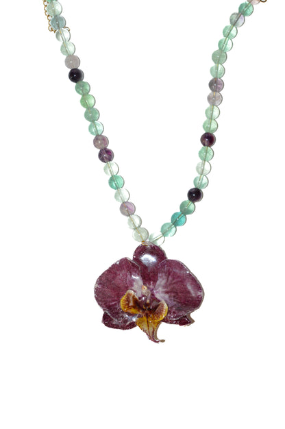 Orquídea Del Lago