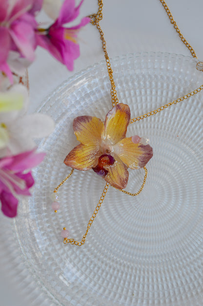 Orquídea Sueño Dulce