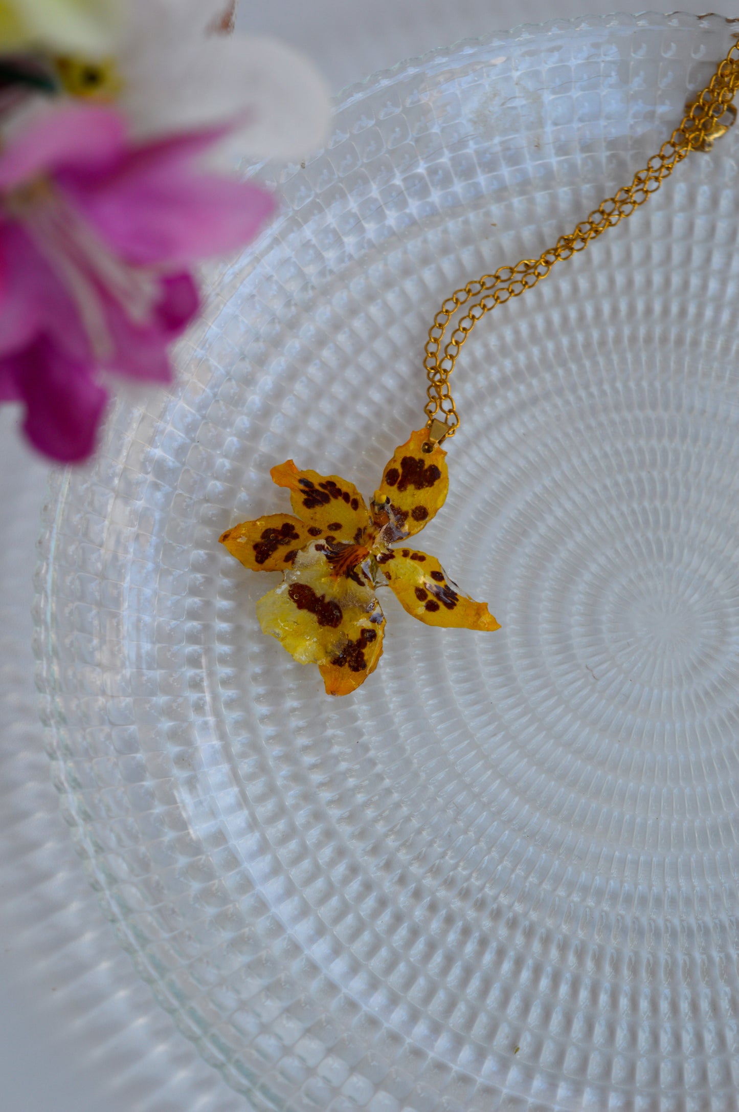 Orquídea Guerrera