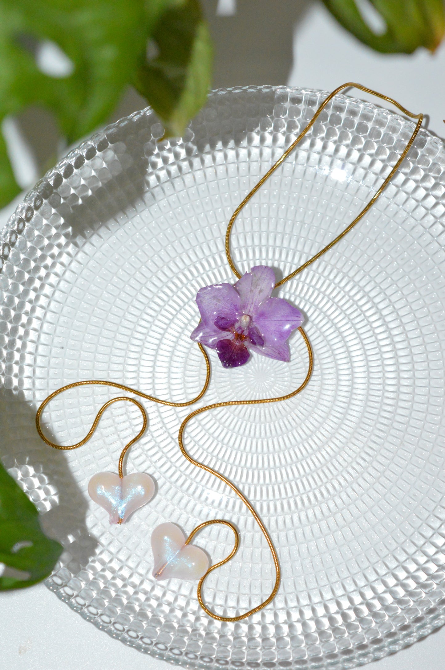Orquídea Medusa Little Heart