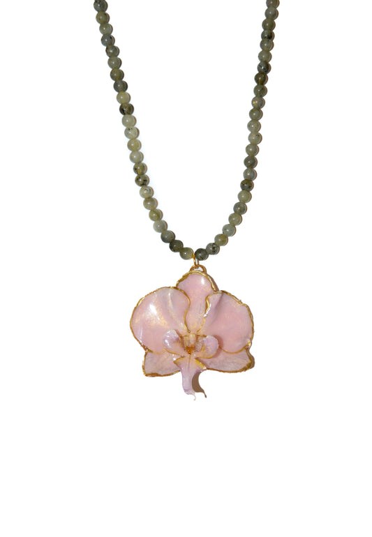 Orquídea Aura Medieval