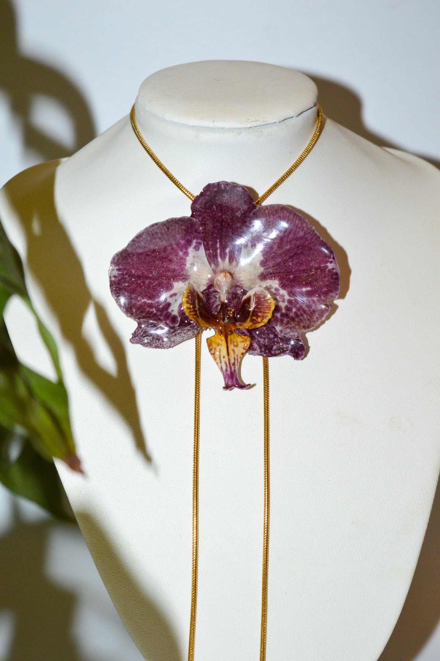 Medusa Frambuesa