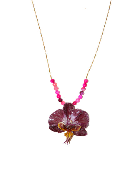Orquídea Chispa Rosada