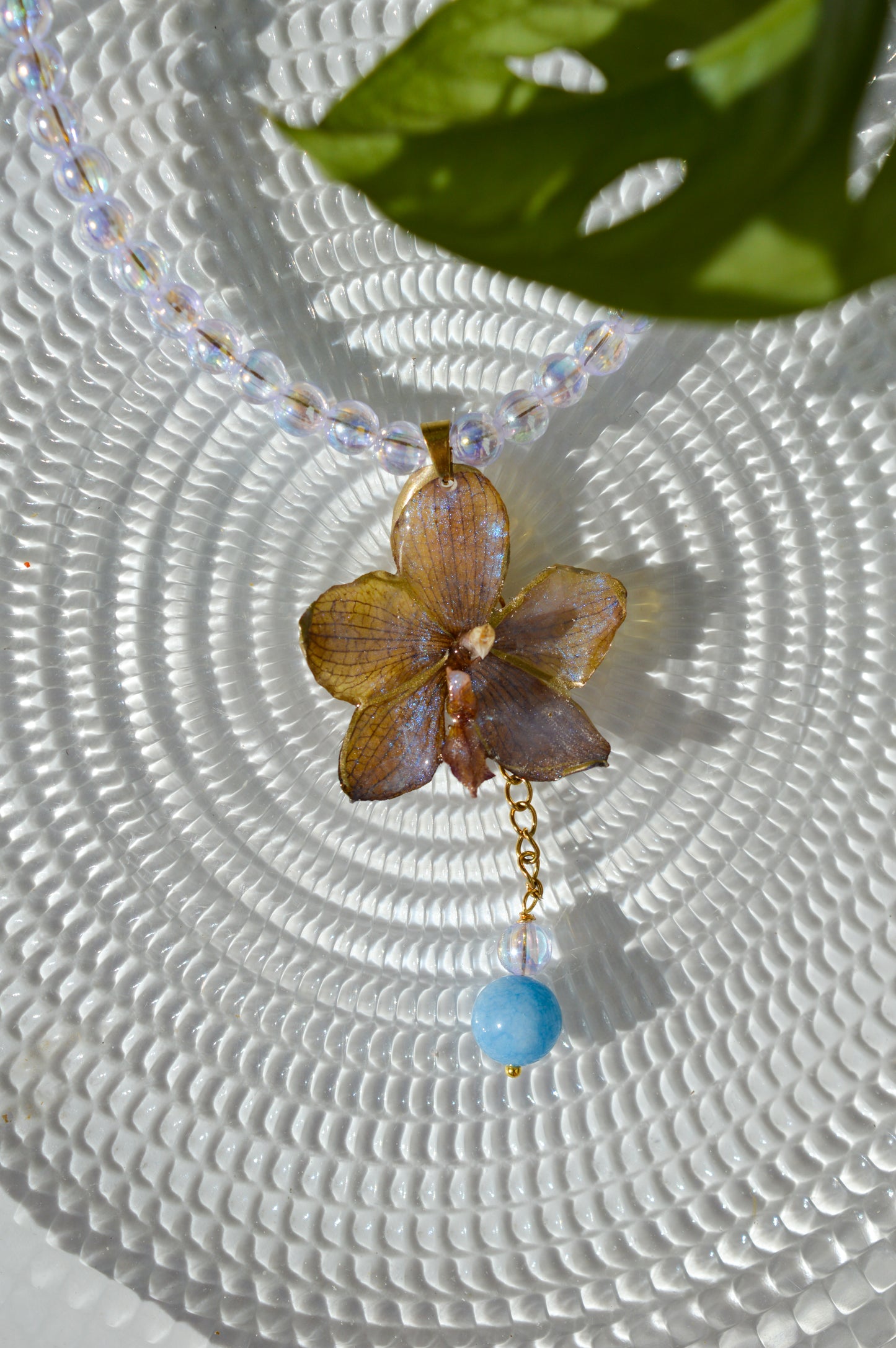 Orquídea Magia del Amanecer
