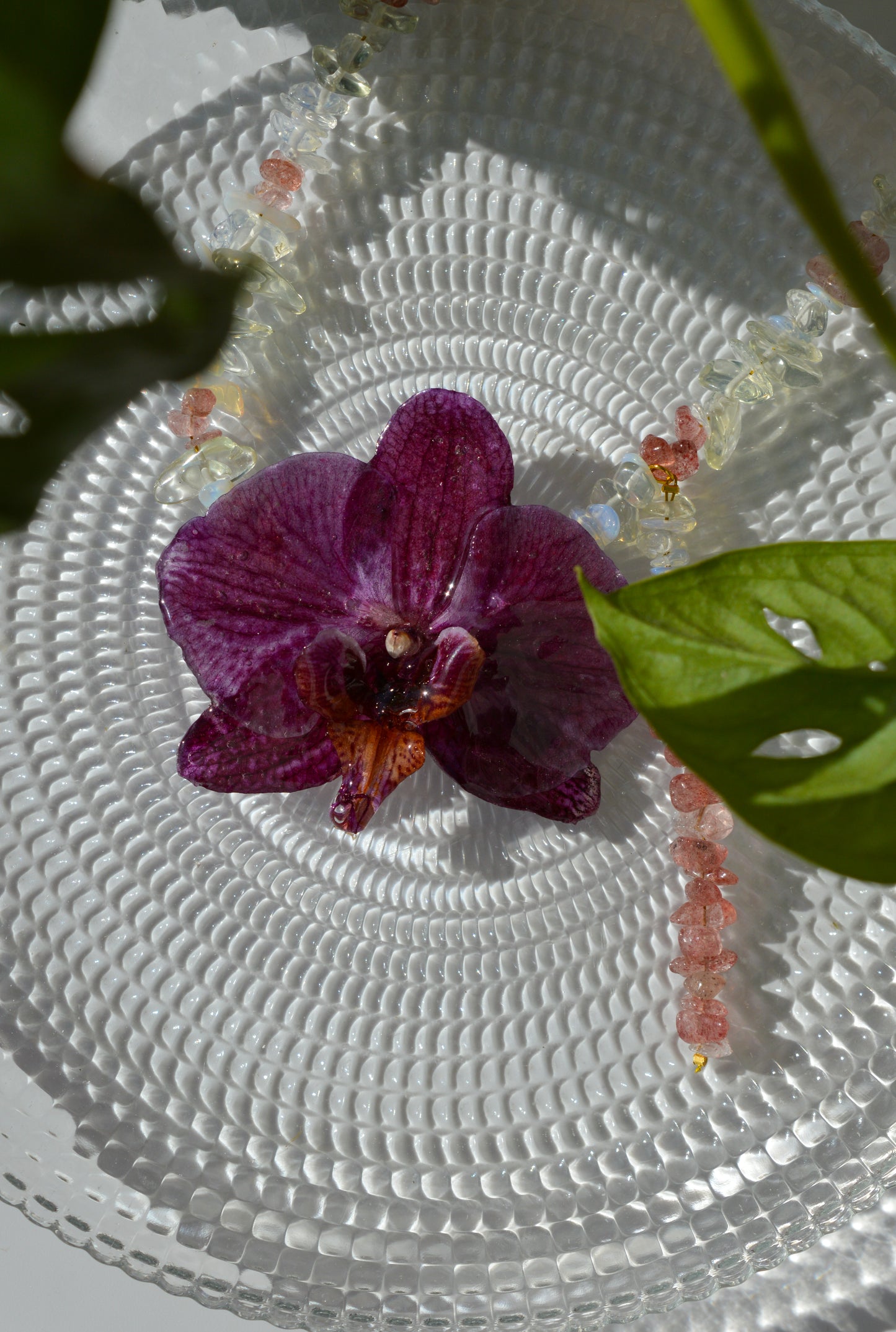 Orquídea Magenta Sabor A Menta