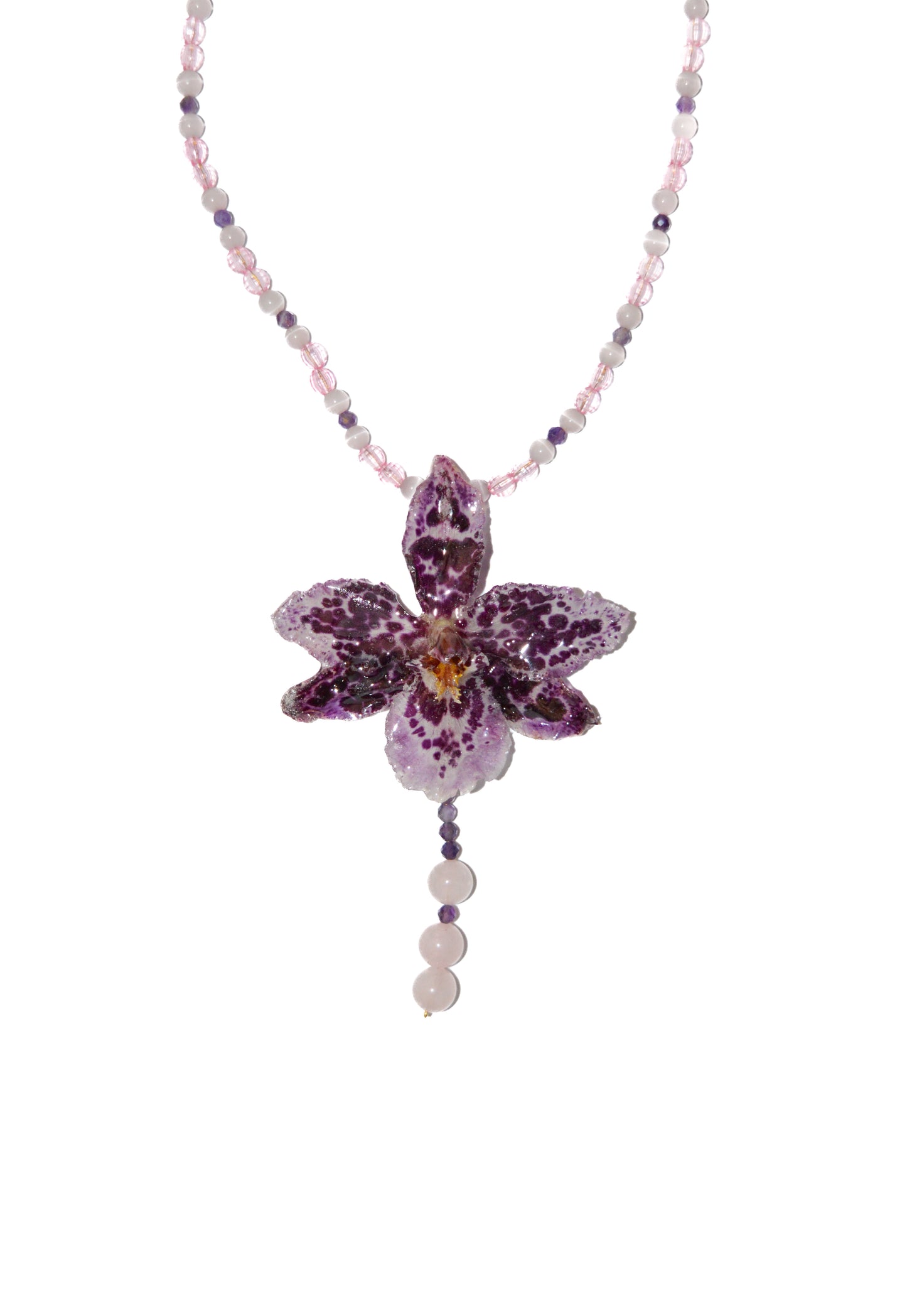 Orquídea Rosé