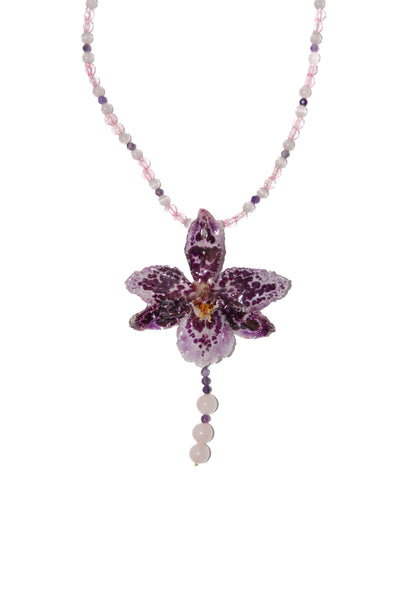 Orquídea Rosé
