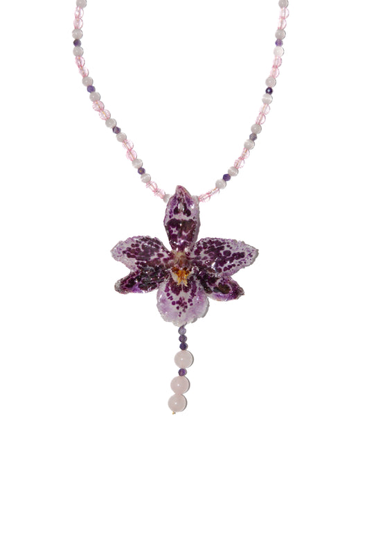 Orquídea Rosé