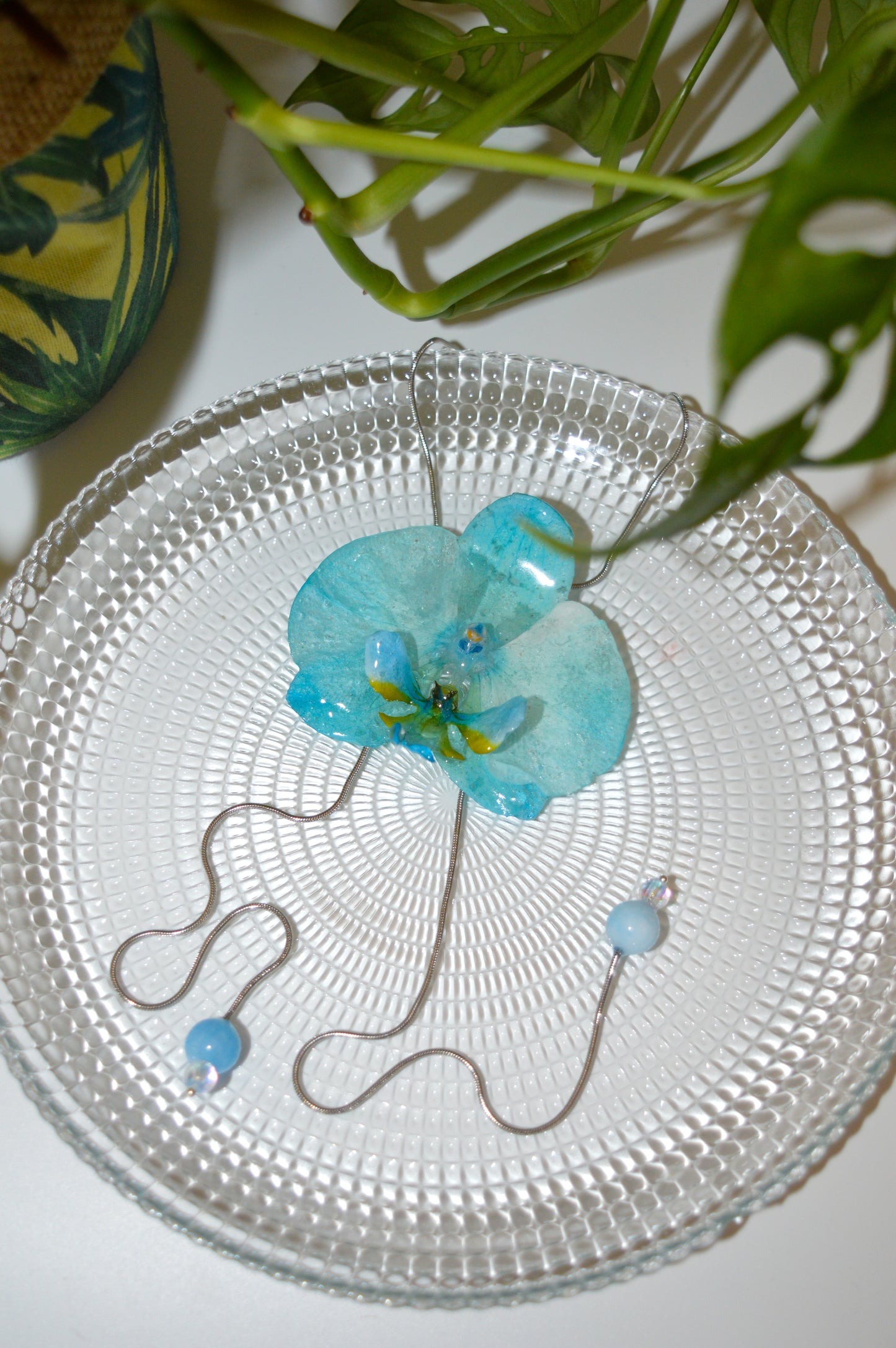 Orquídea Medusa Algodón Azul