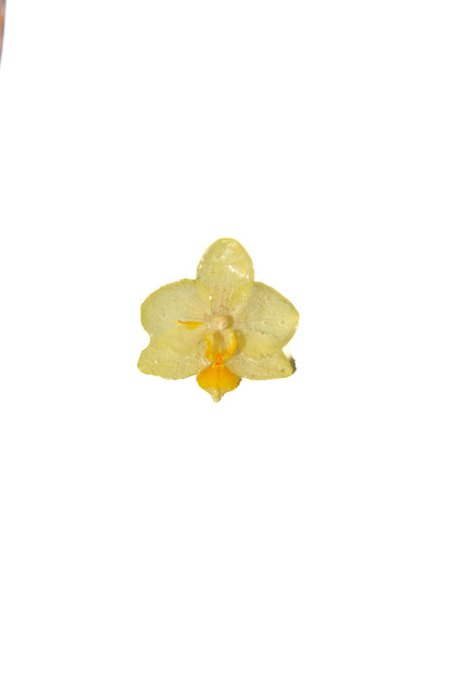 Anillo Orquídea Vainilla