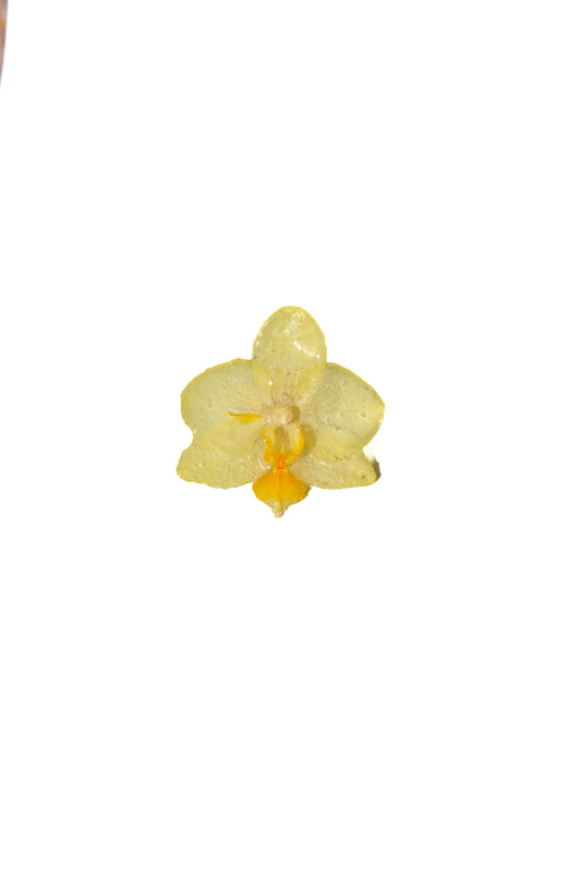 Anillo Orquídea Vainilla