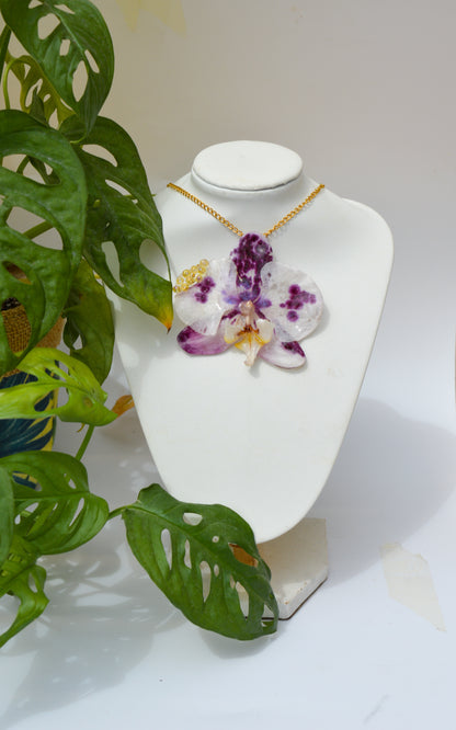 Orquídea Burbujas