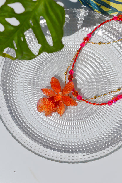 Orquídea Coral Mágico